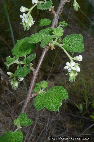 Ribes senza odore 6