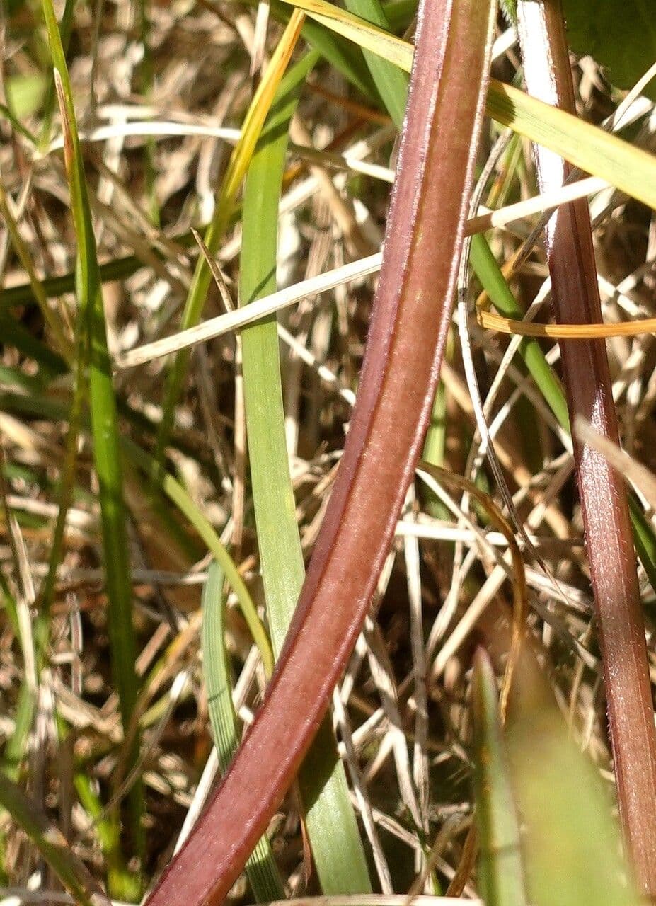 Falsa ortiga 24