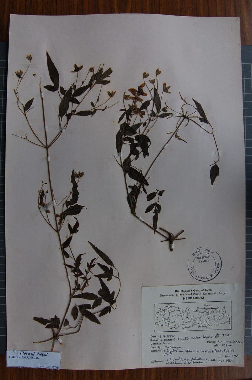 Clematide puberula
