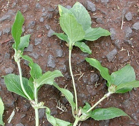 Synedrella nodiflora 9
