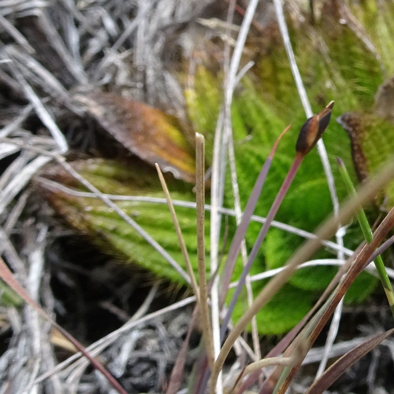 Castratella piloselloides 8