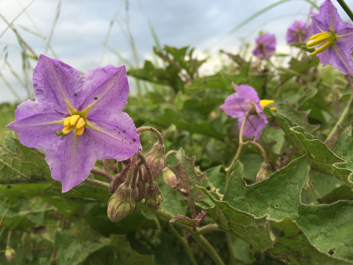 Solanum dimidiato 12