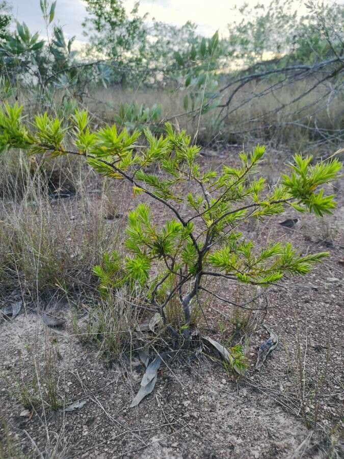 Schwarzer Teebaum 7