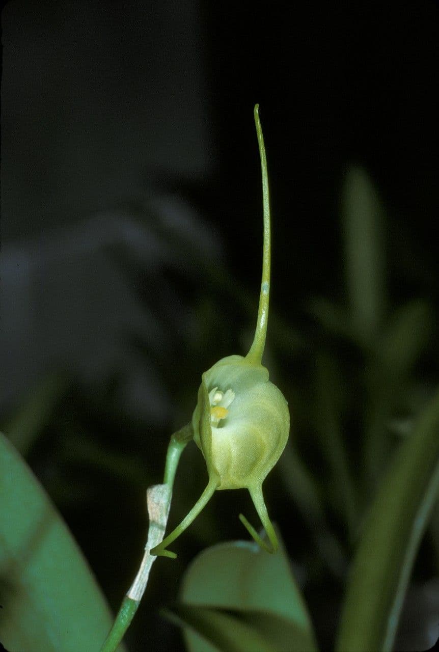 Masdevallia 4