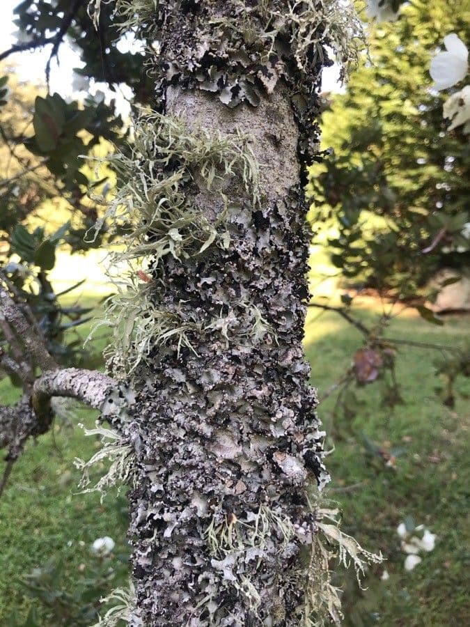 Eucryphia 23