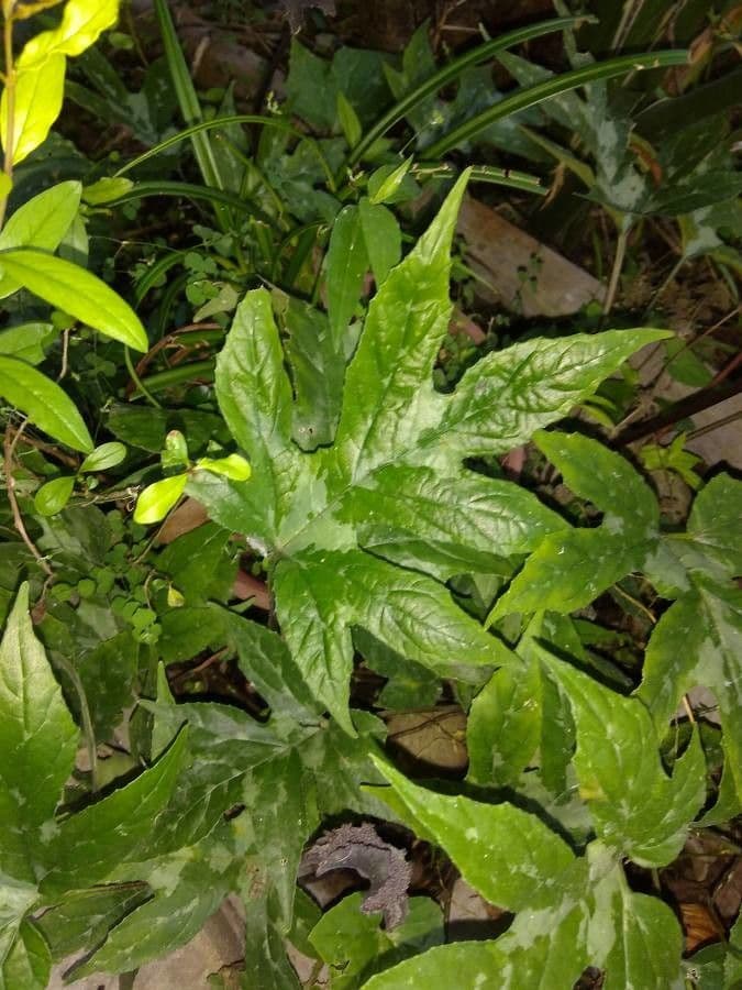 Contrayerba 17
