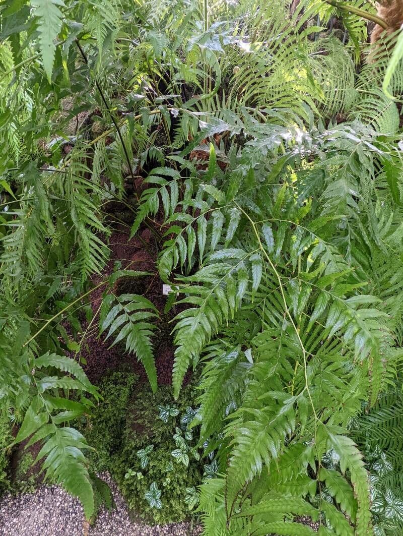 Microlepia platyphylla 3