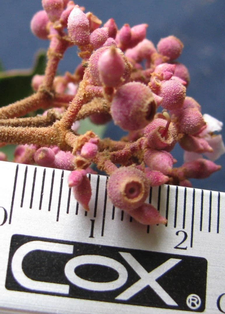 Miconia xalapská 24