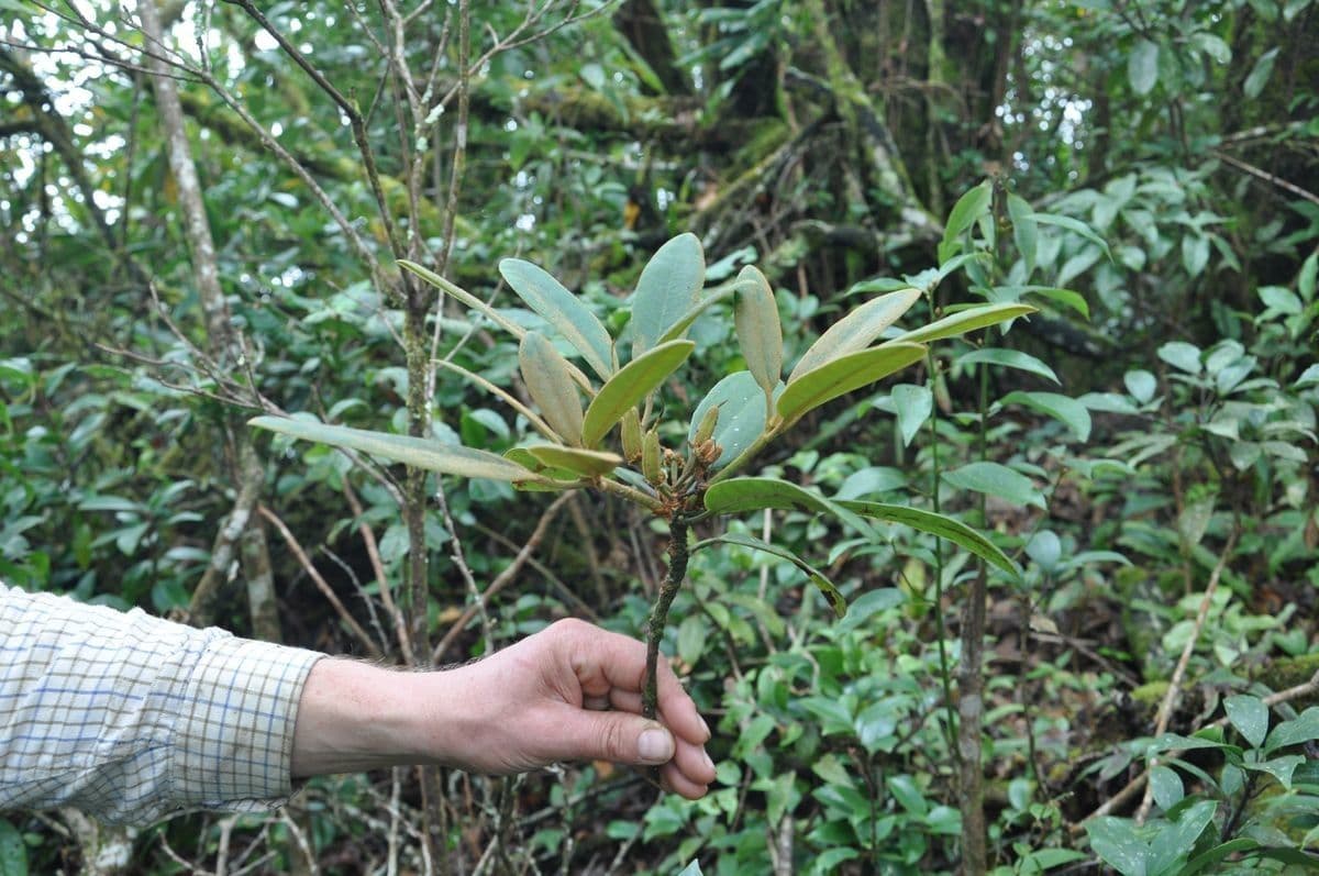 Rhododendron 3