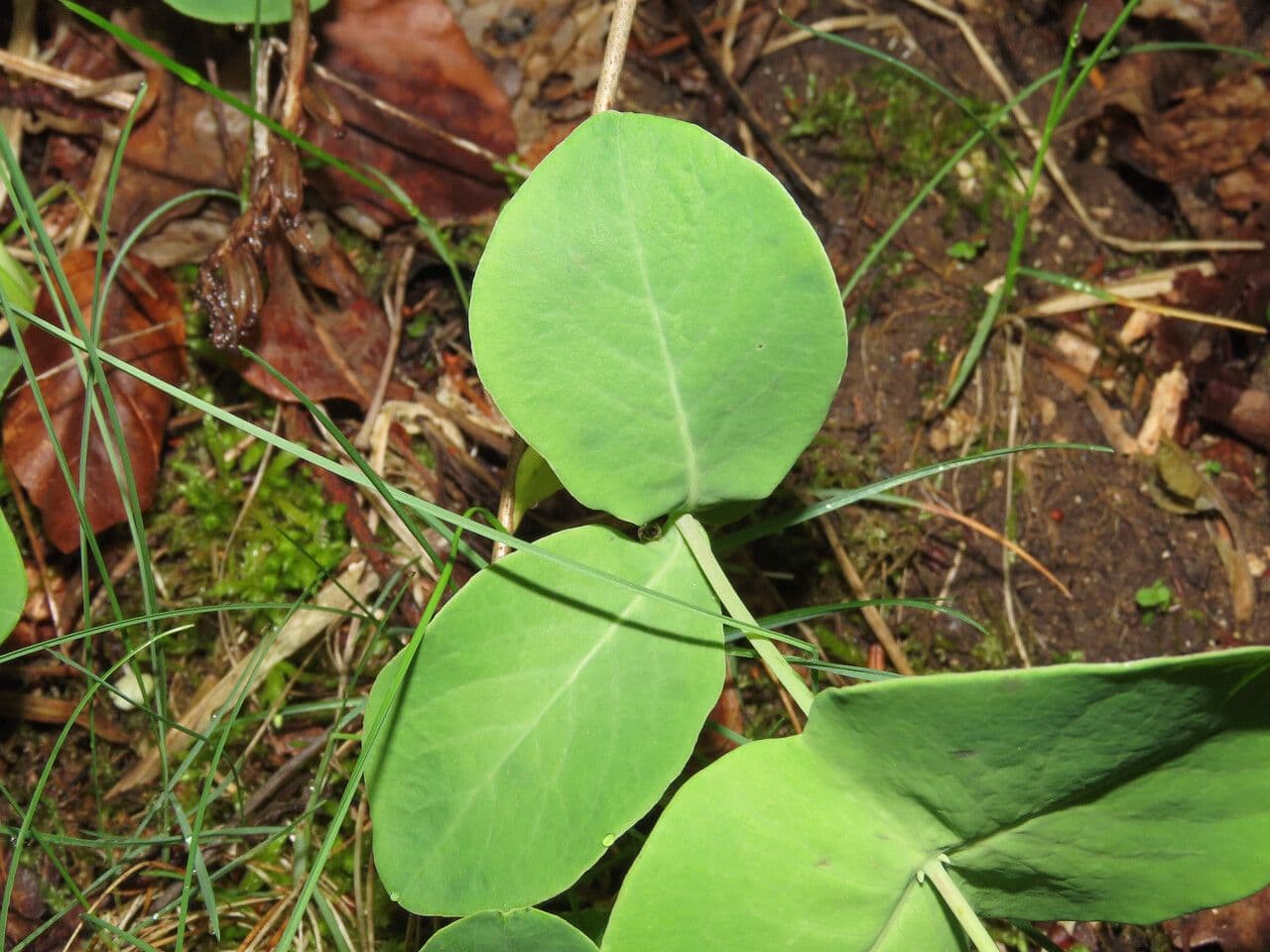 Geissblatt 17