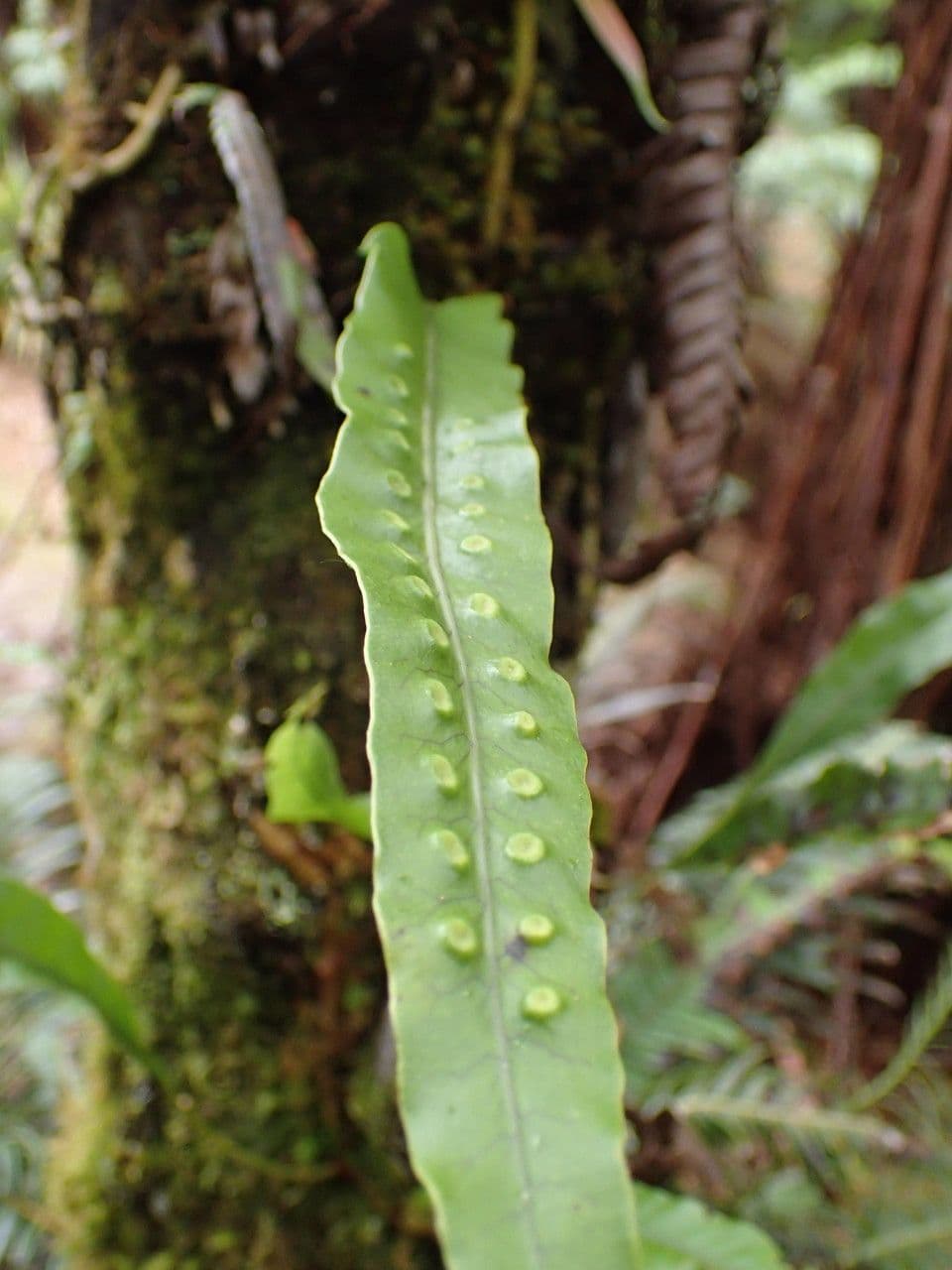 Lepisorus 17