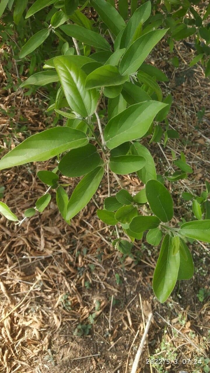 Alangium 9