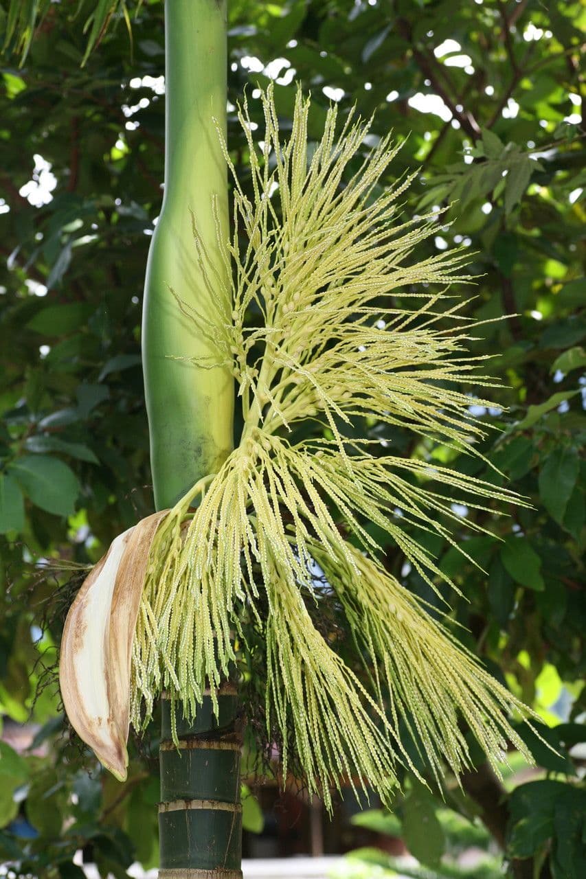 Areca 8