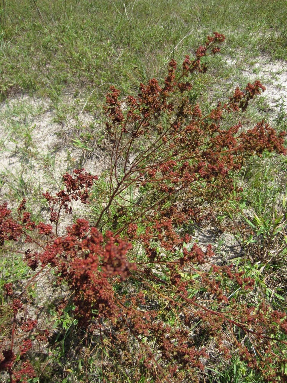 Lechea mucronata 5
