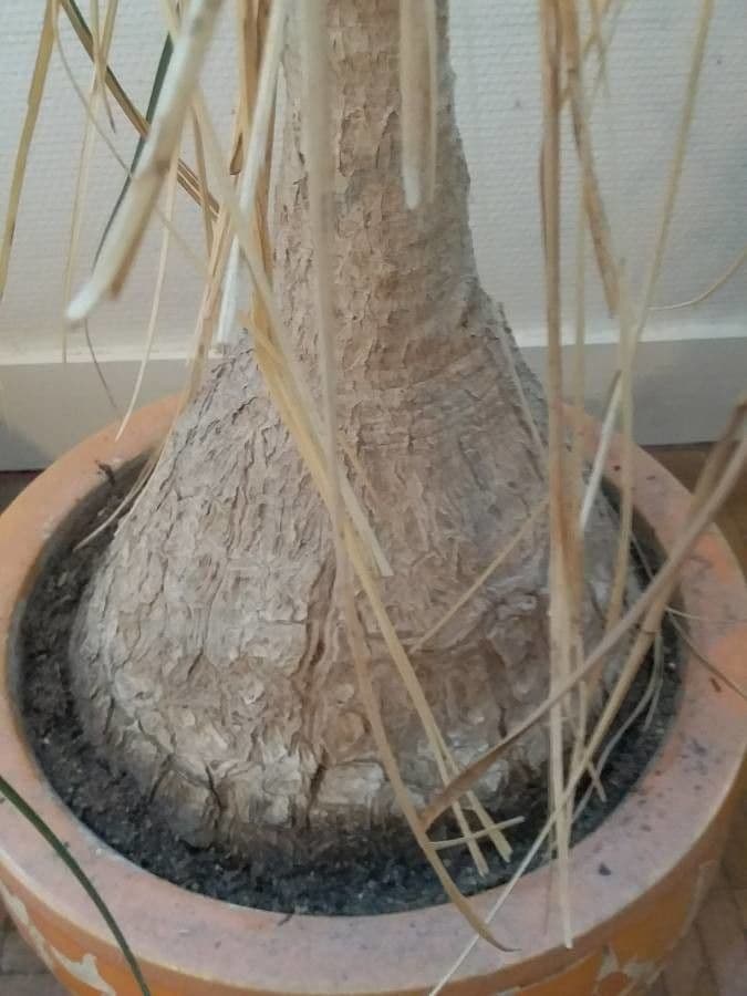 Beaucarnea 22
