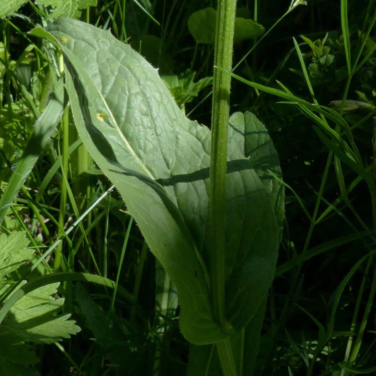 Berg-Pippau 11