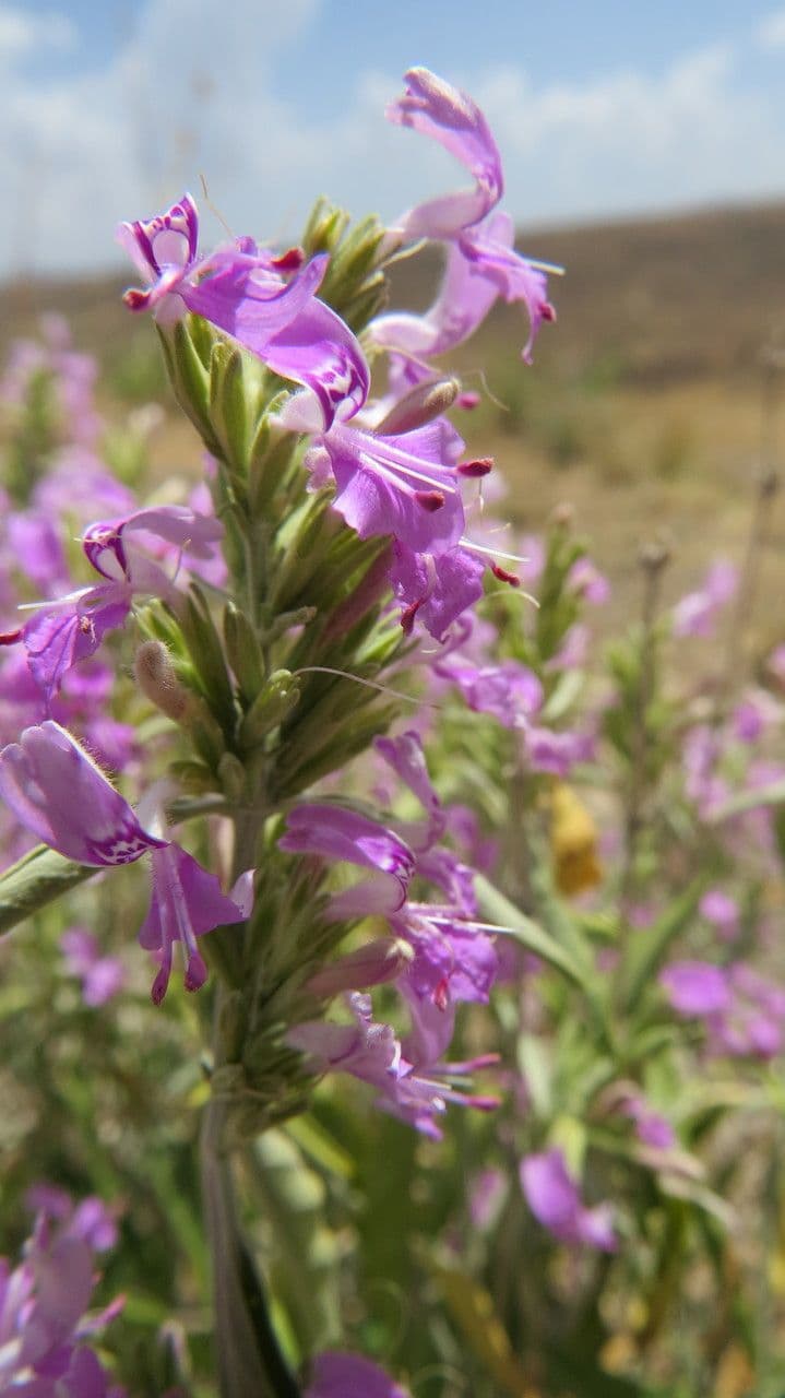 Hypoestes aristata 17