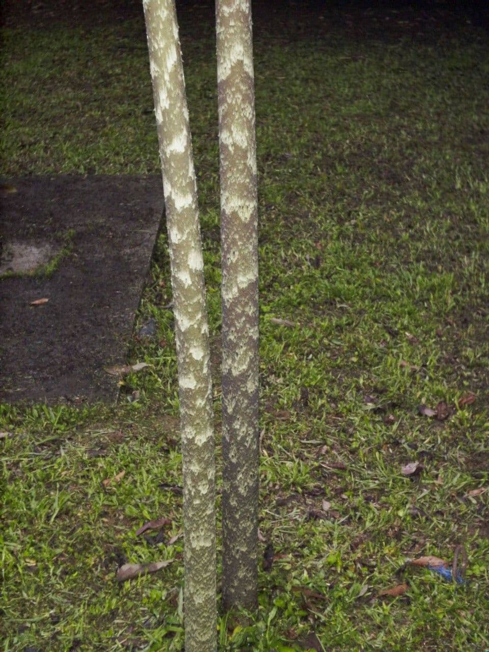 Dracontium 19