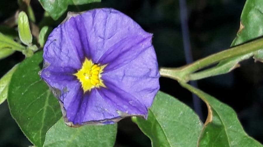 Lycianthes 9