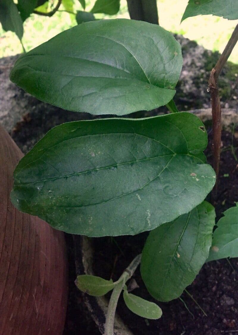 Třapatka purpurová 17