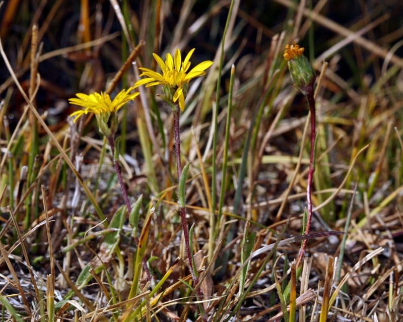 Pyrrocoma uniflora 9