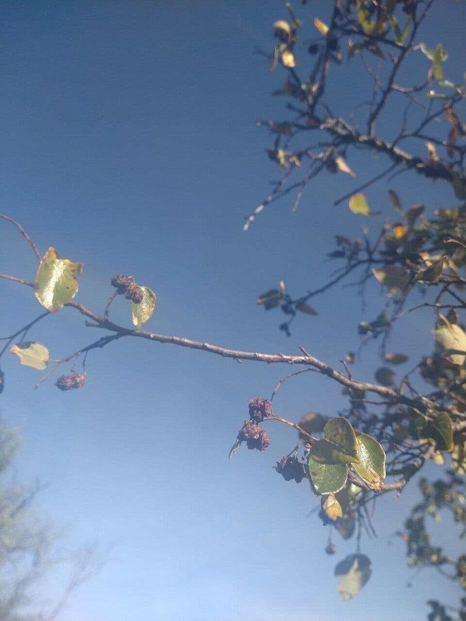 Vallea stipularis