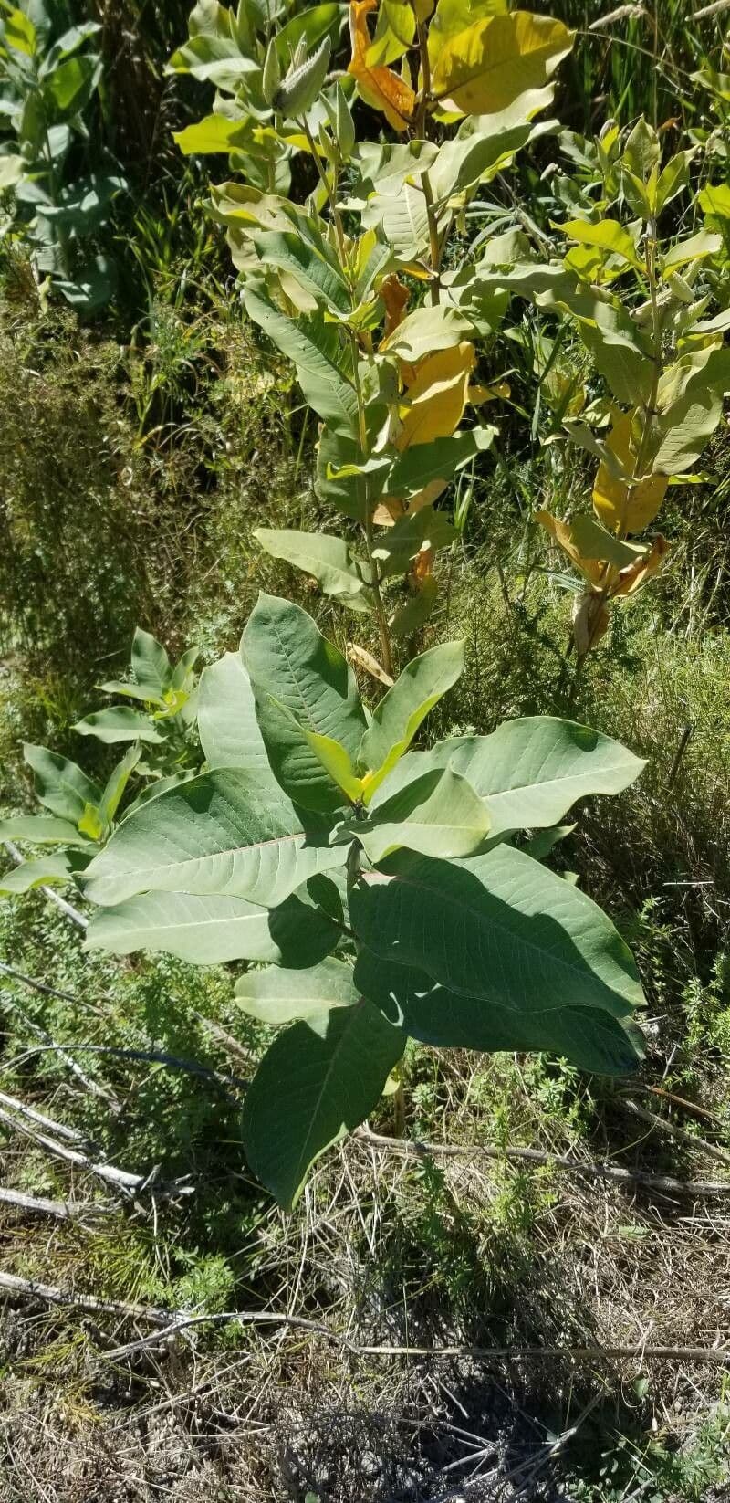 Algodonera 20