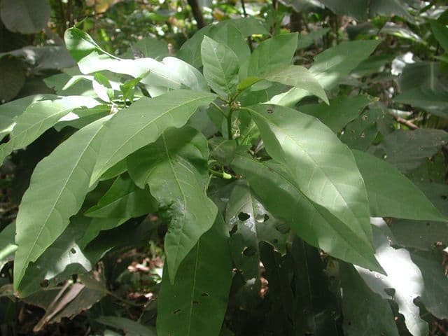 Solanum nudo 17