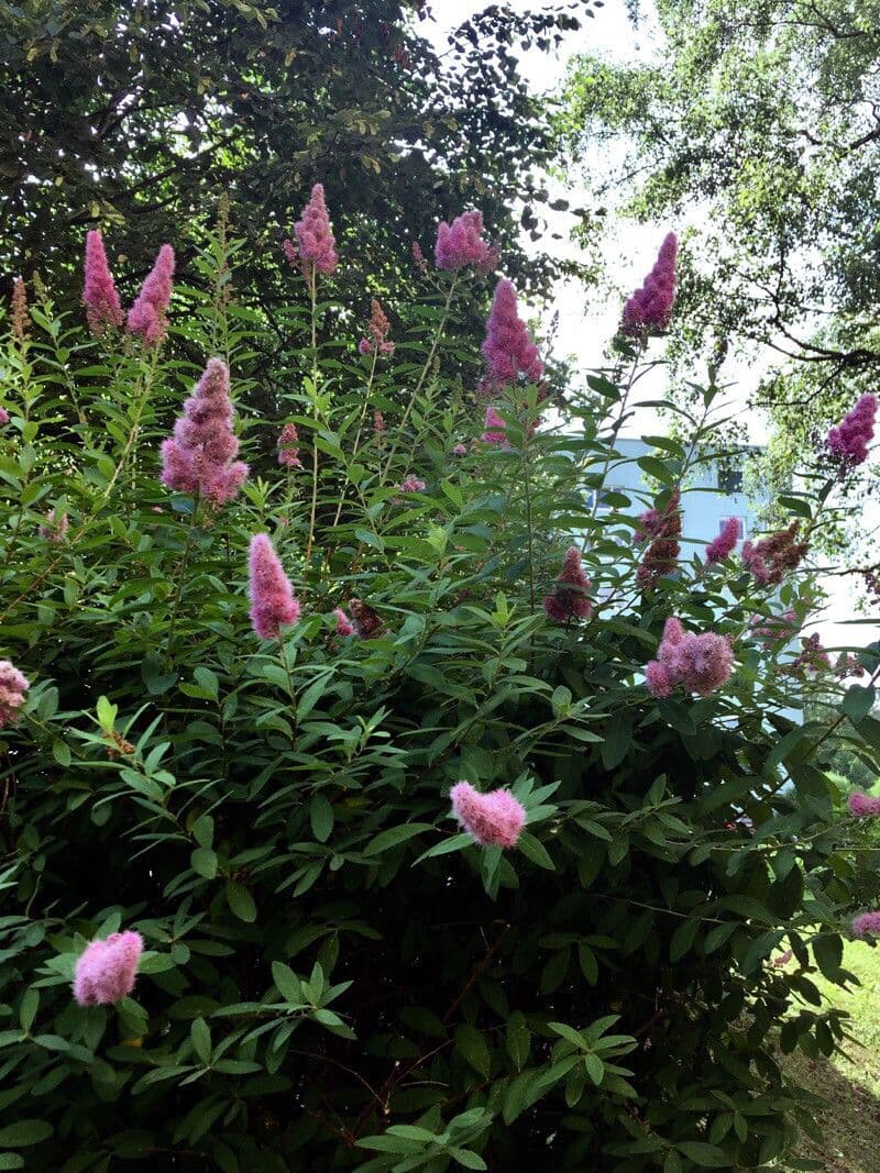 Spiraea di Douglas 13