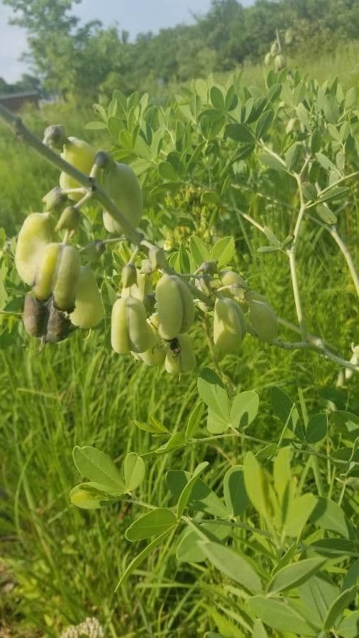 Baptisia