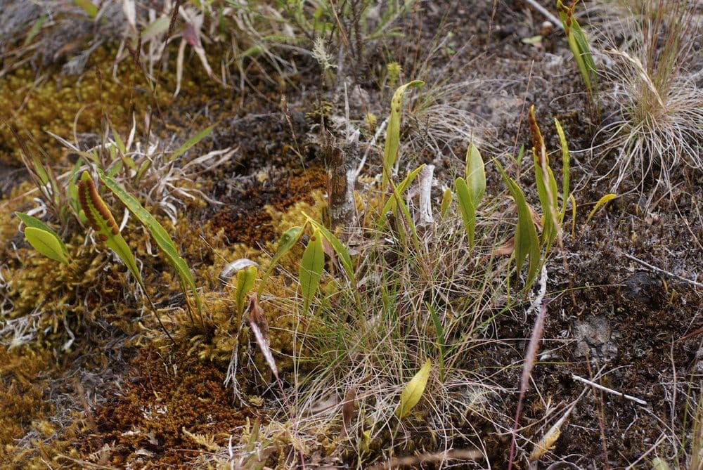 Pleopeltis macrocarpa 9