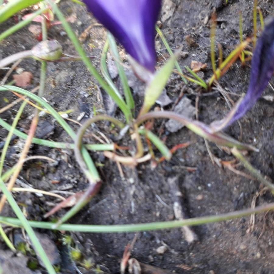 Romulea 13