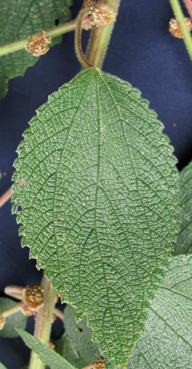 Phenax rugosus 5