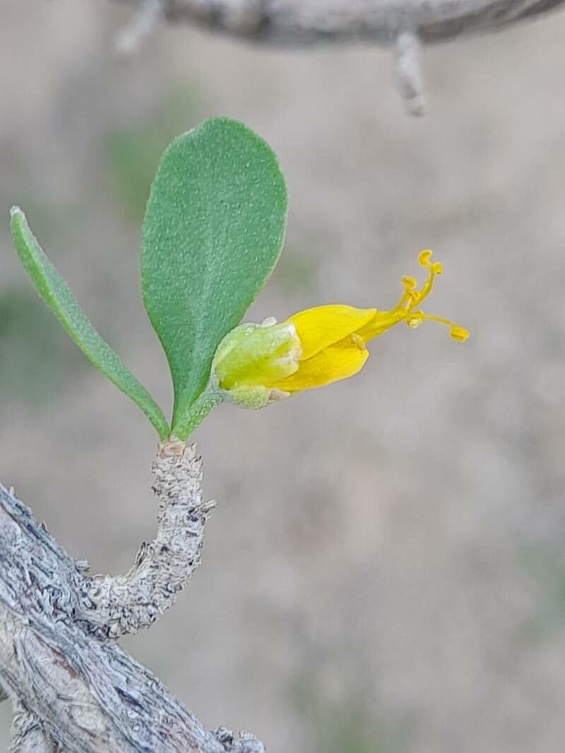 Zygophyllum 5