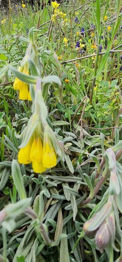 Onosma 8
