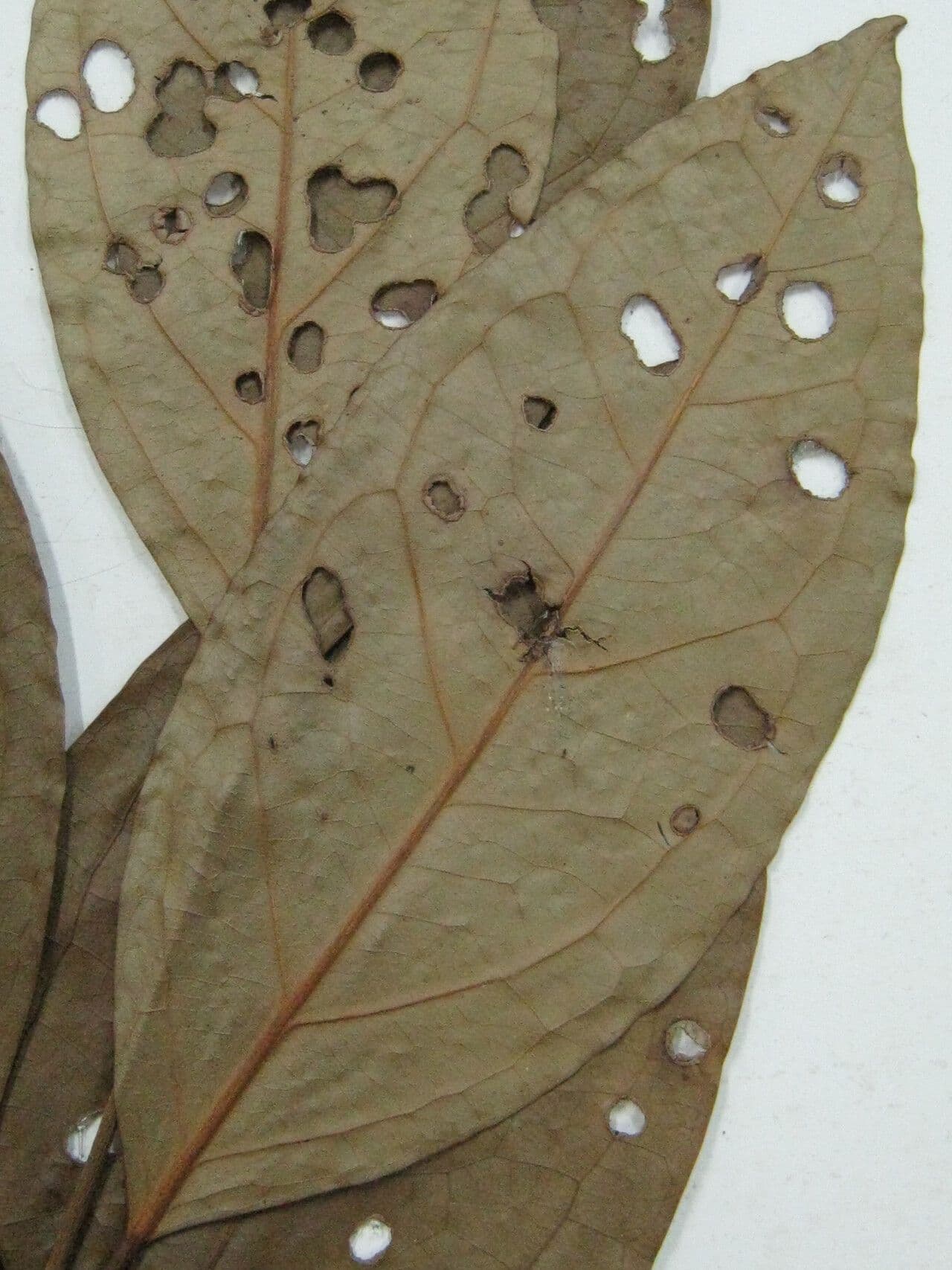 Eugenia 7