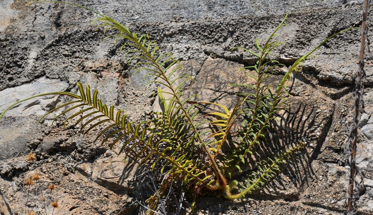 Pteris vittata 6