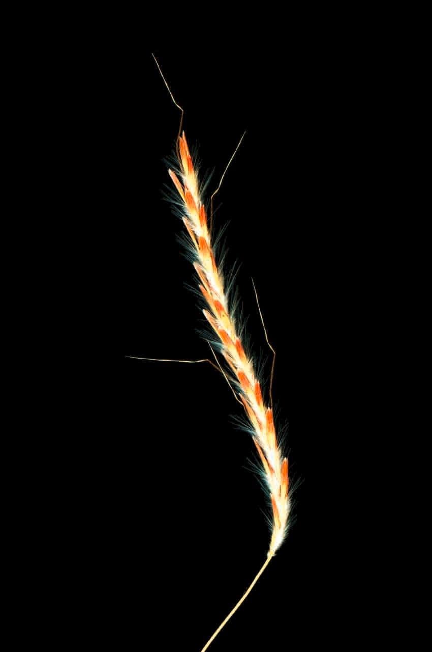 Dichanthium foveolatum