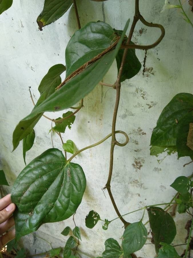 Kajep pepper 3
