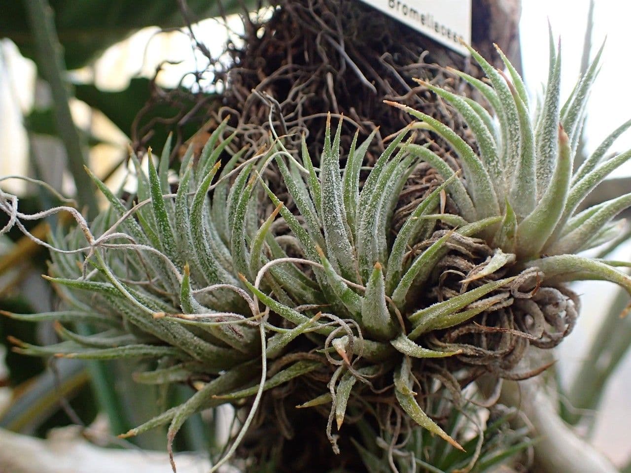 Tillandsia ionantha 8