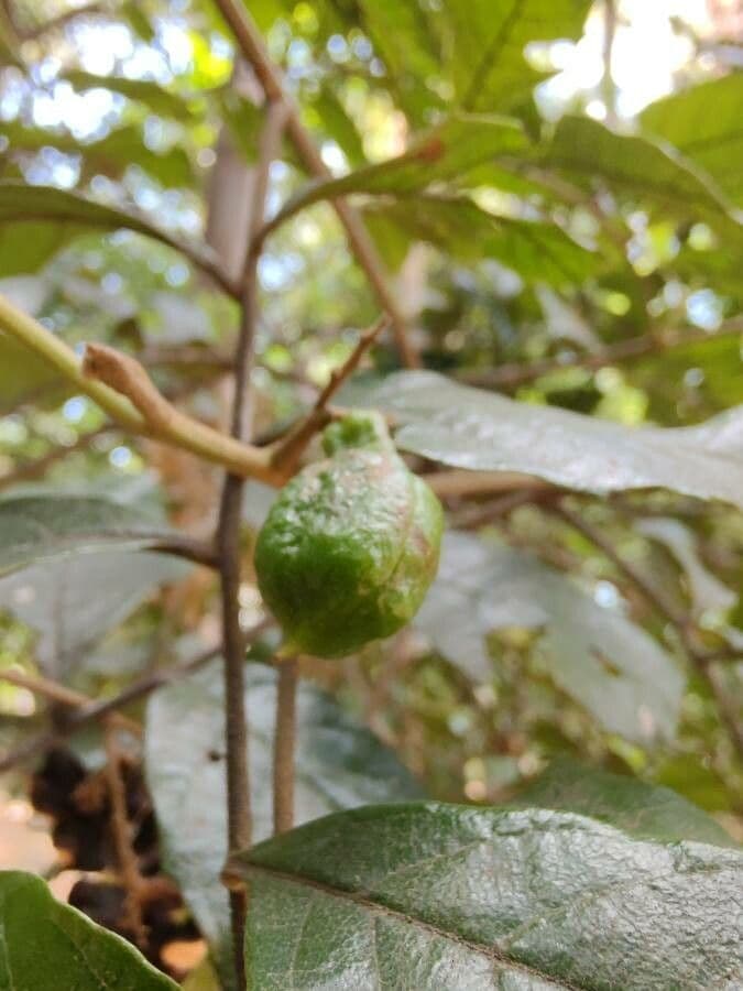 Cupania