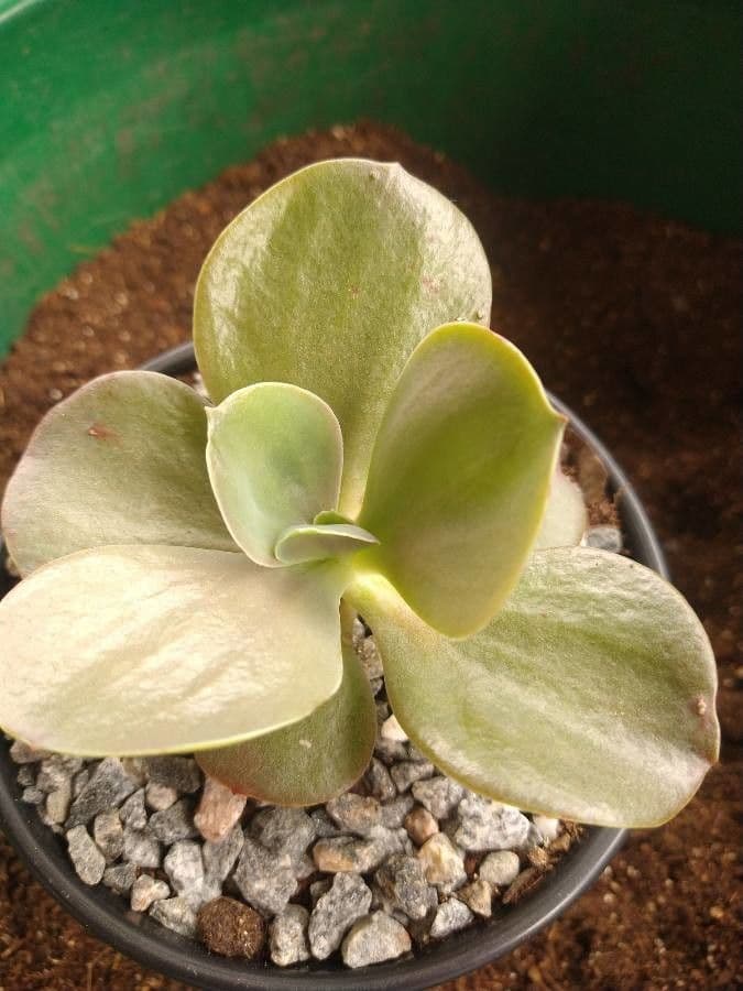 Echeveria 3