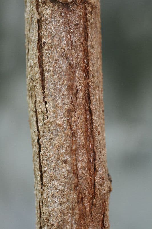 Baumwollbaum 21