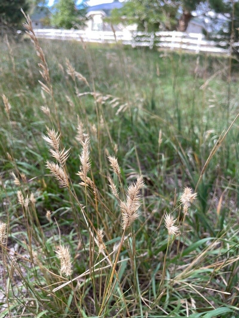 Gramigna crestata 20