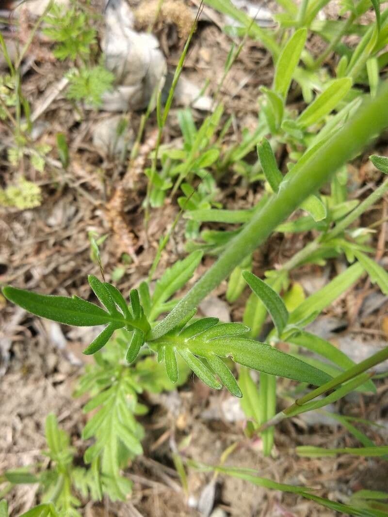 Knautia 8