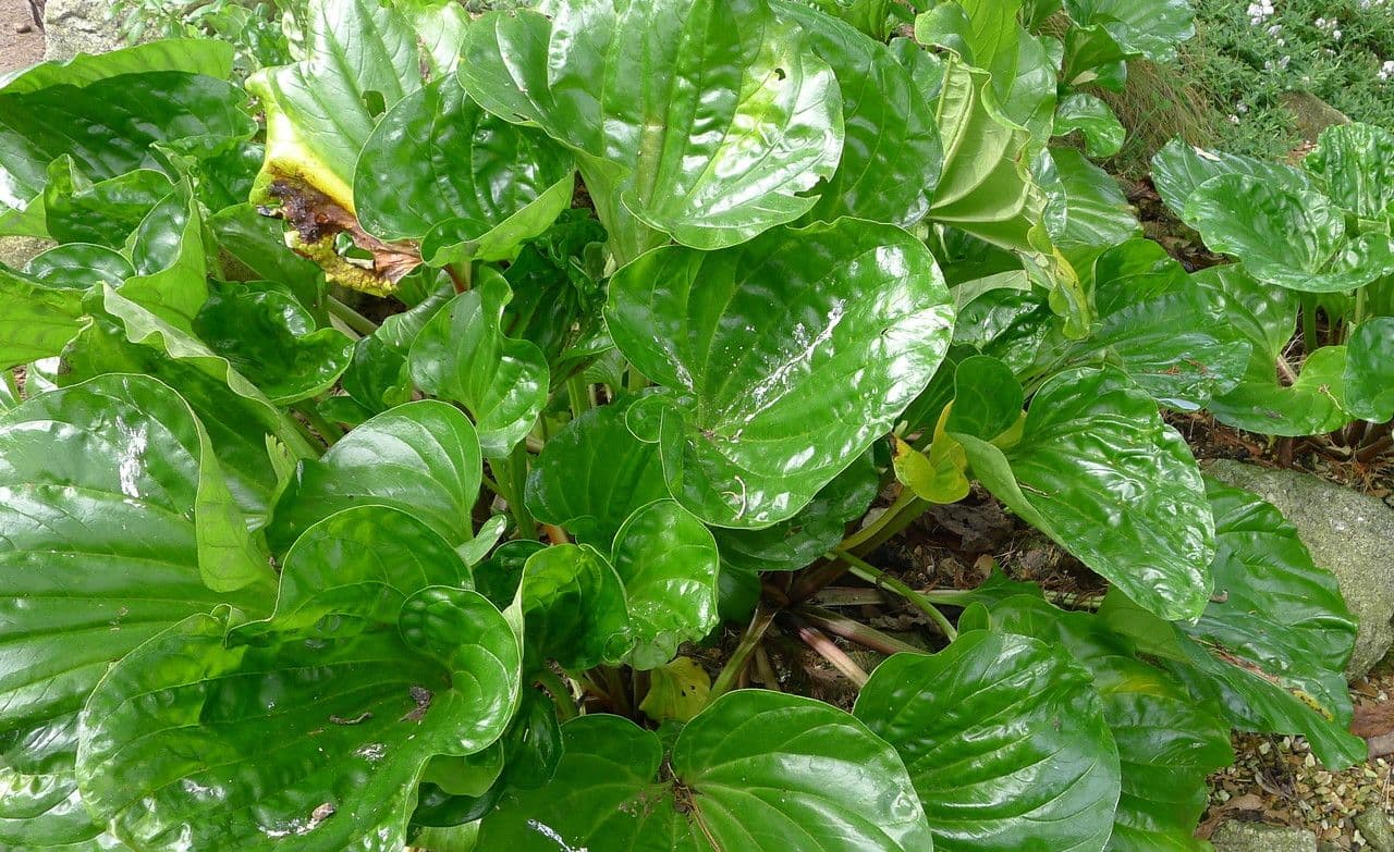 Gartengeblue