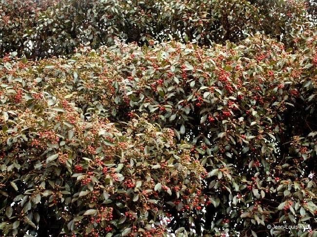 Syzygium 4