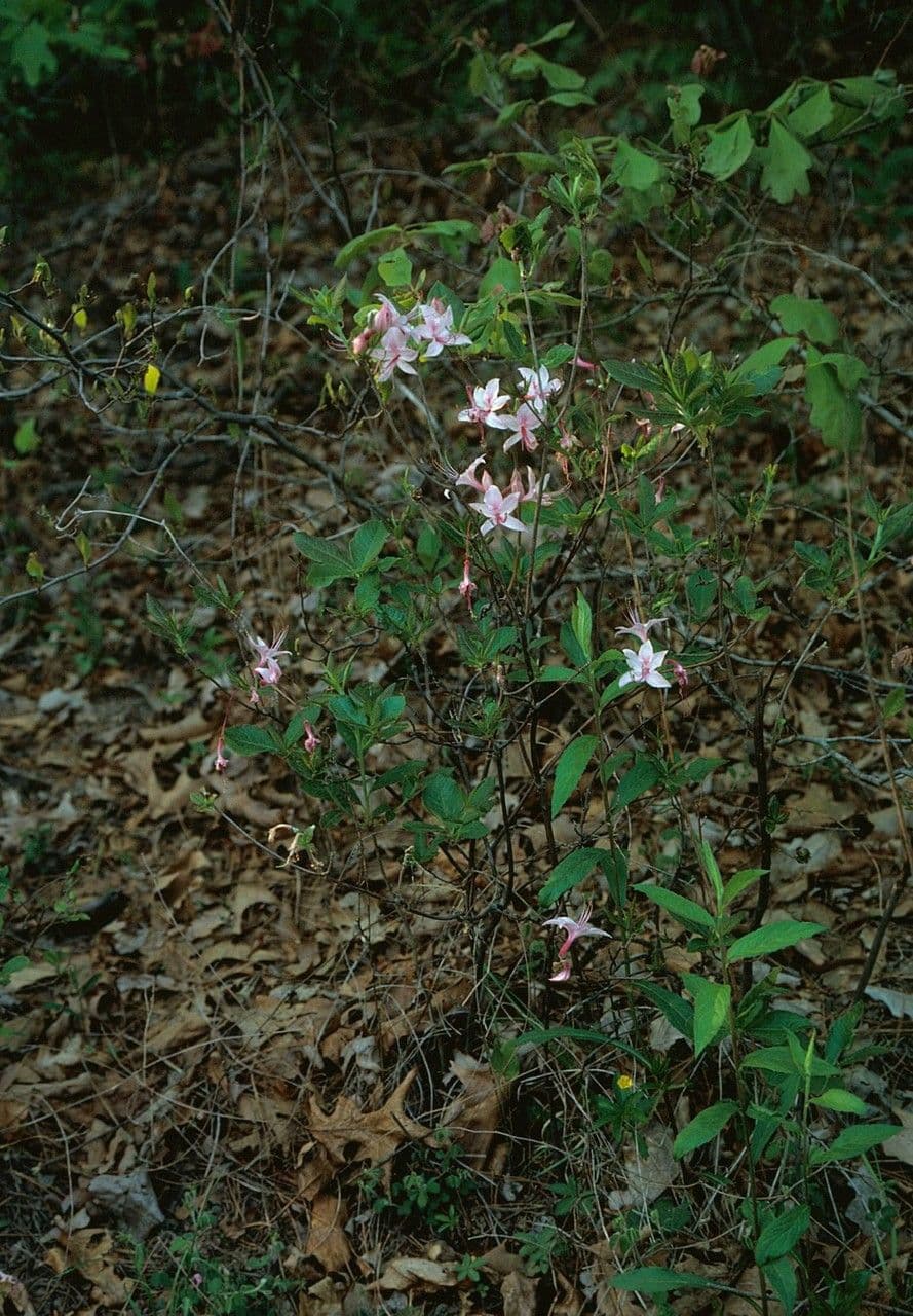 Azalea precoce 7