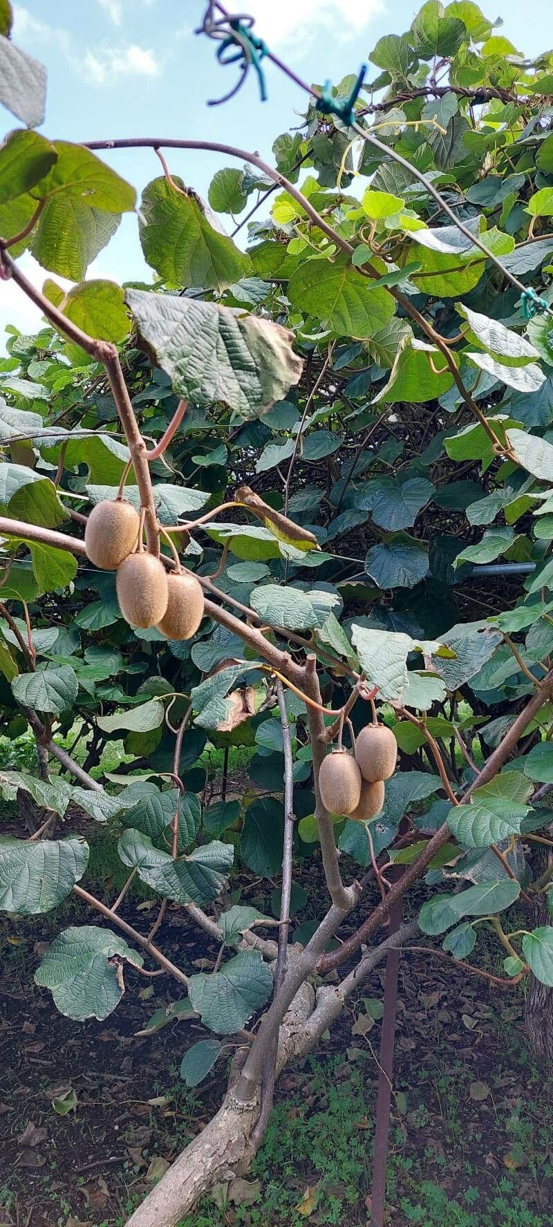 Kiwi dorato 2