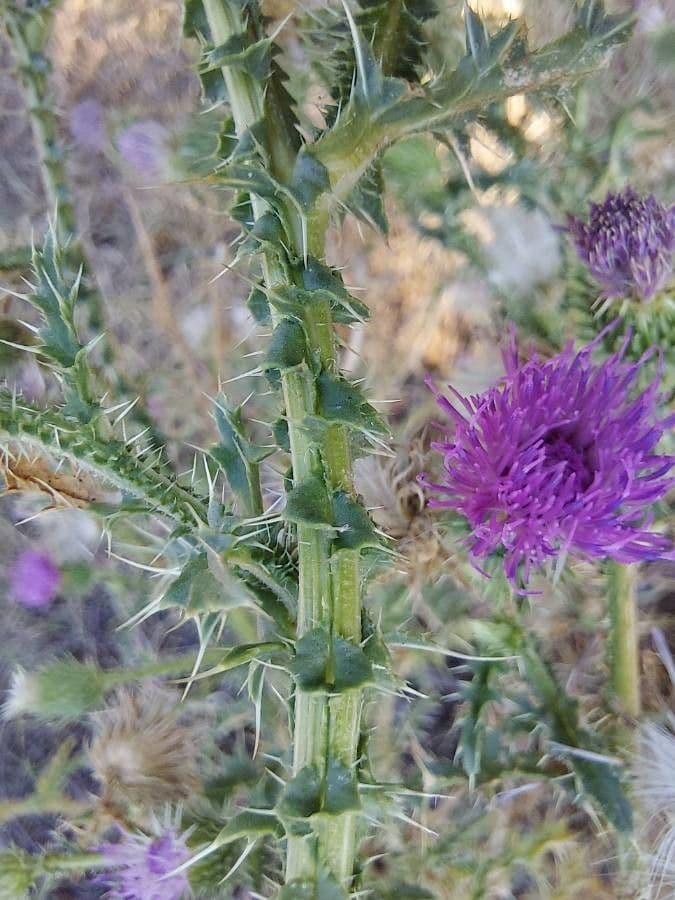 Weg-Distel 22
